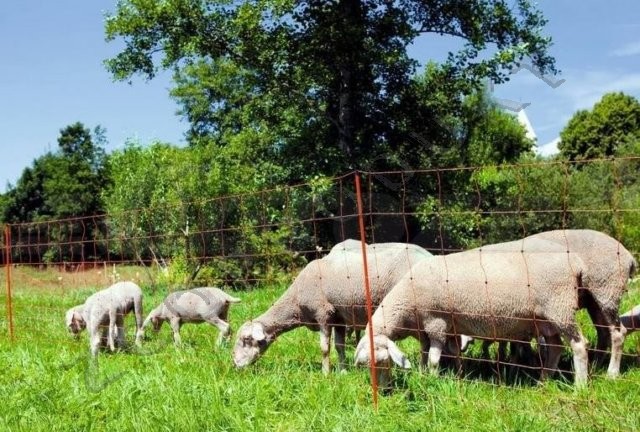 Velký obrázek Síť ohradníková vodivá 90cm 50m délka pro ovce